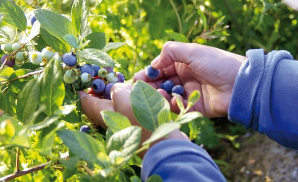 cosecha arandano